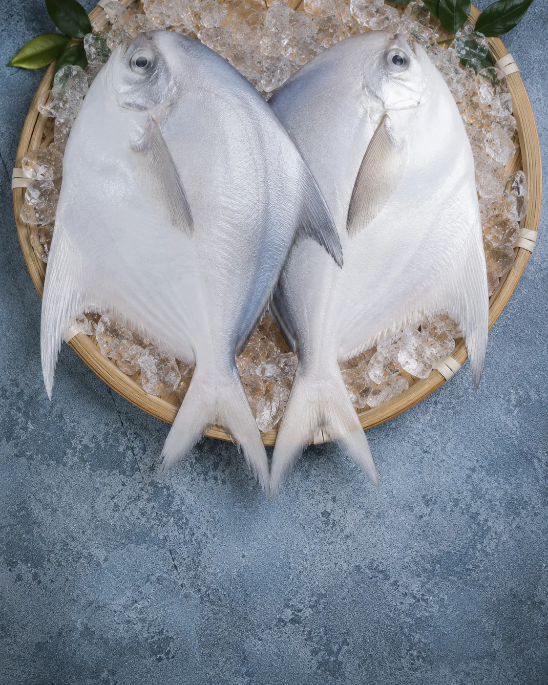 White Pomfret