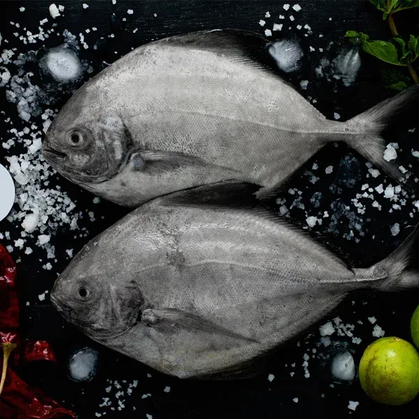 Black Pomfret