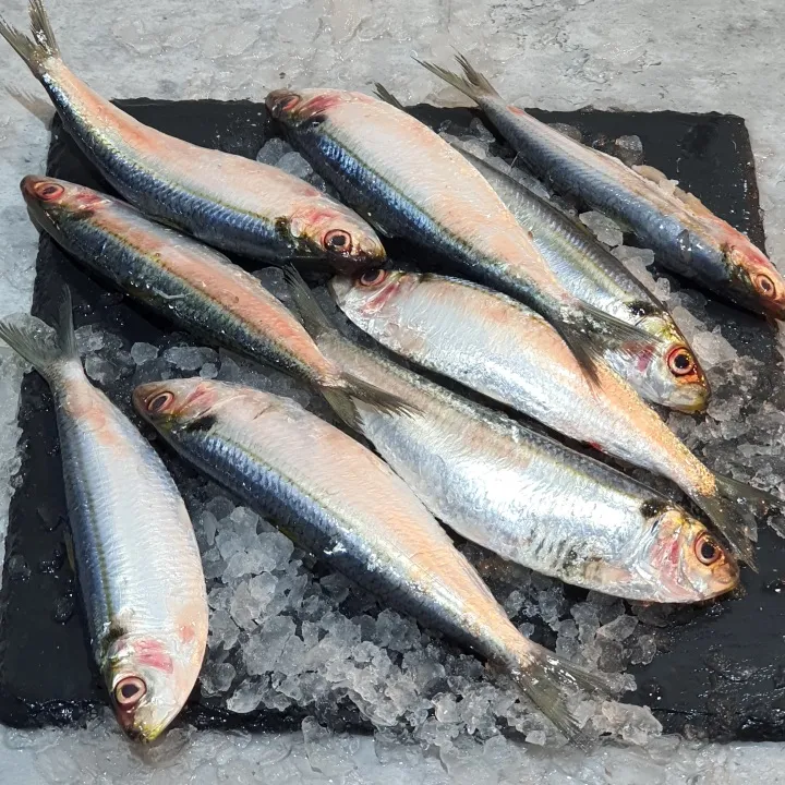Sardines