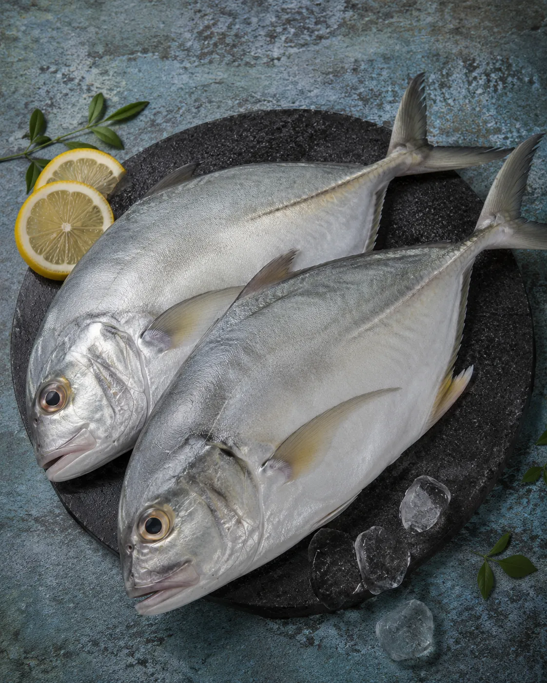Malabar Trevally
