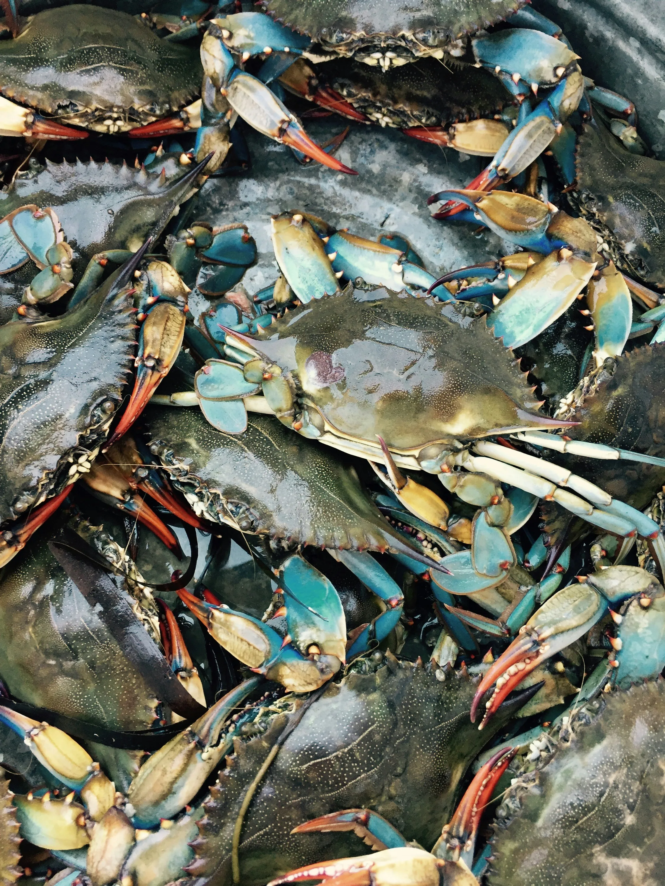 Sea Crab