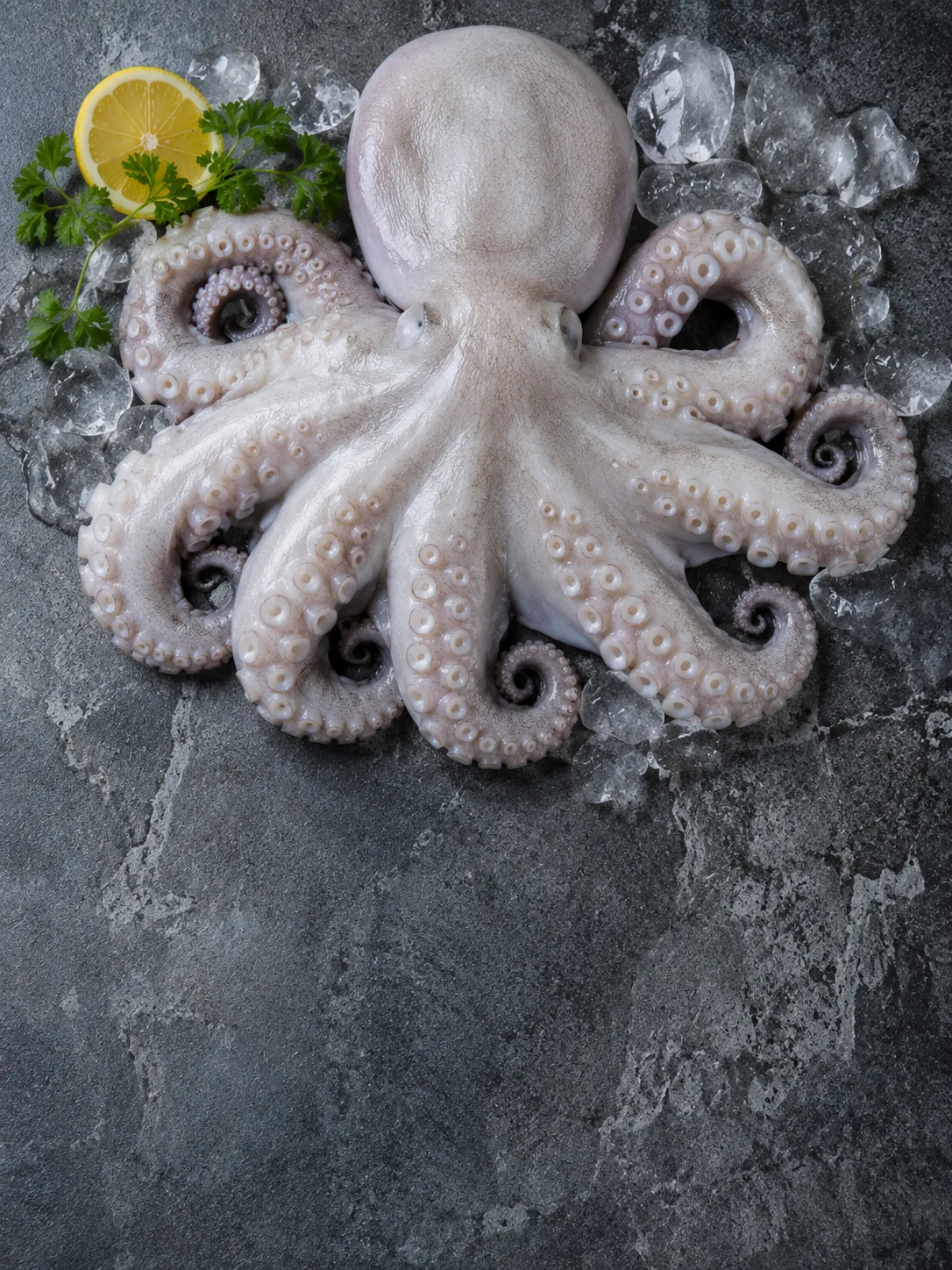 Octopus
