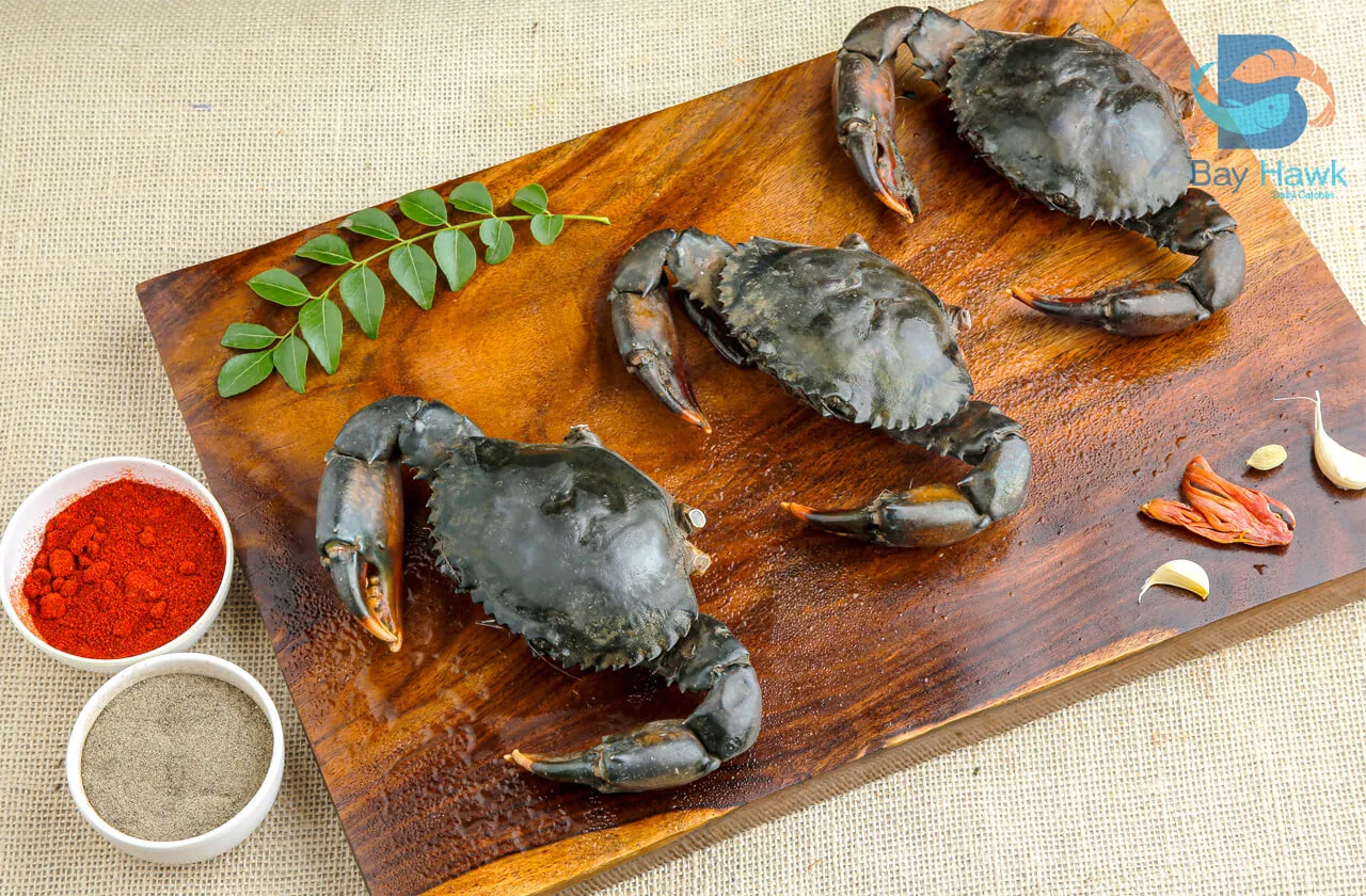 Mud Crab